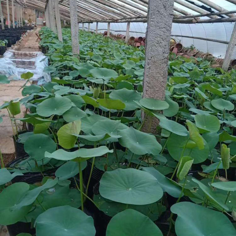 苗圃批发 大盆荷花 山东荷花行情