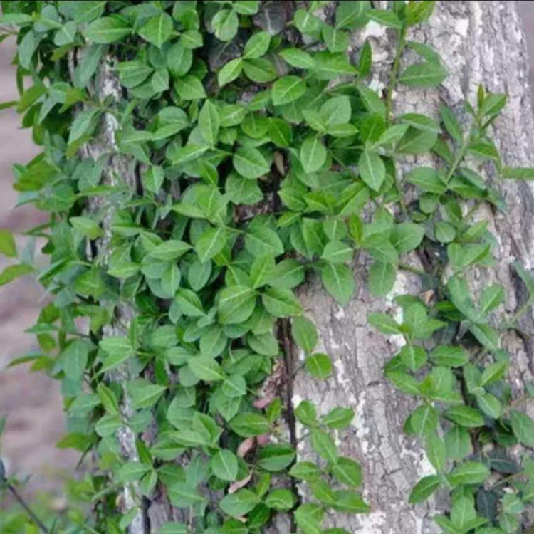 扶芳藤批发 山东扶芳藤 御景出售花卉苗