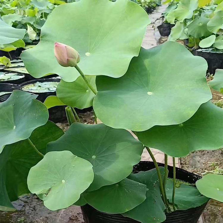 大盆荷花 自产自销 荷花批发商
