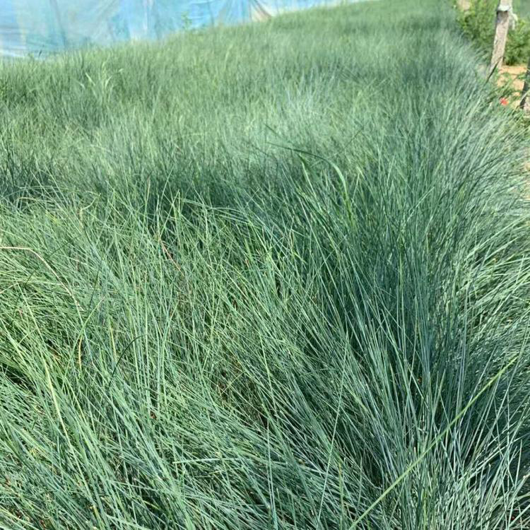绿化工程蓝羊茅苗 耐寒草花蓝羊茅 夏杰花卉 广场组摆设计施工