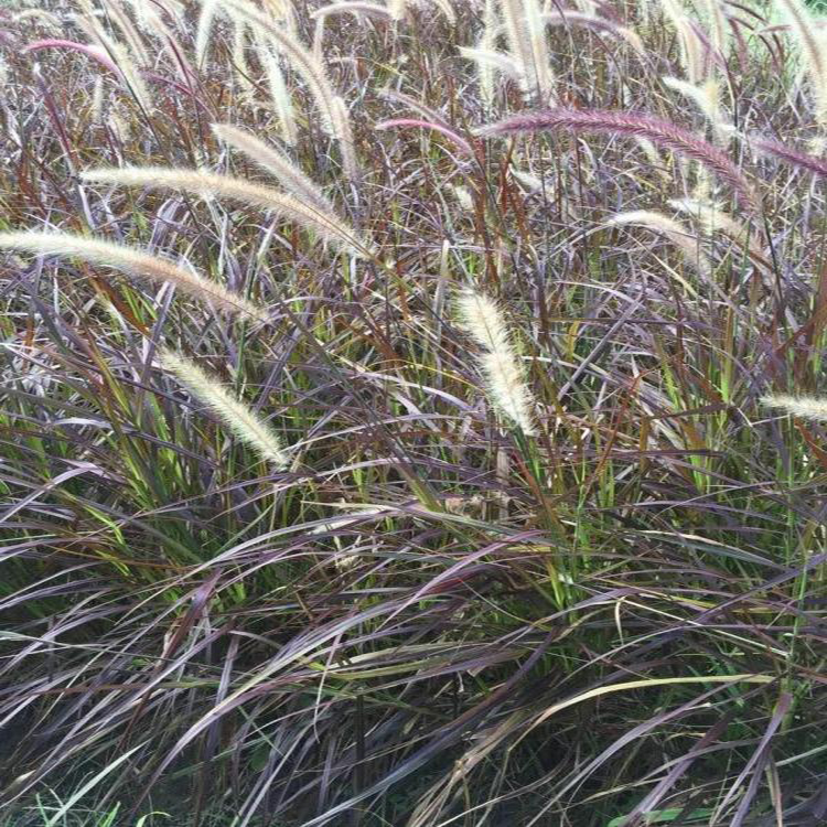 室外园林狼尾草 小兔子狼尾草苗圃供应