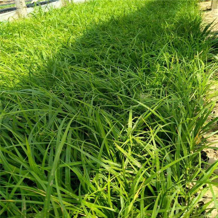 狼尾草苗圃批发 公园草花