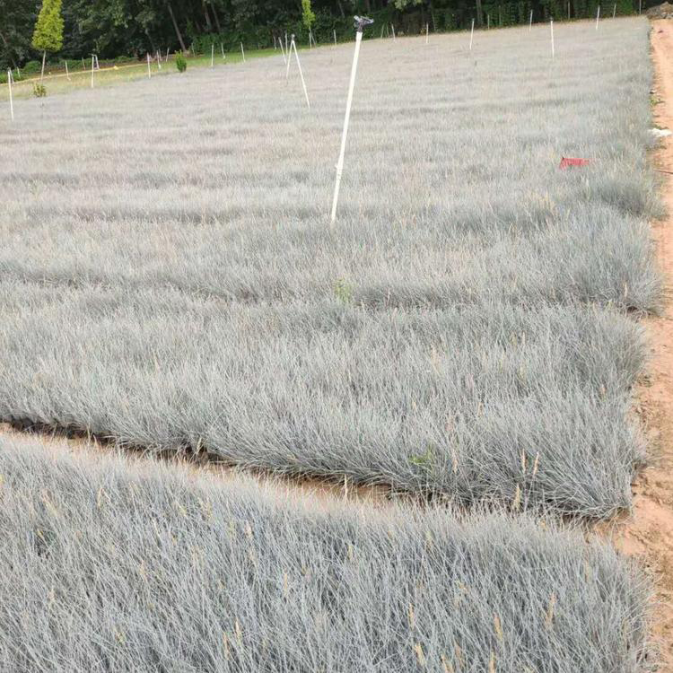 耐寒观赏草蓝羊茅 公园 道路两旁
