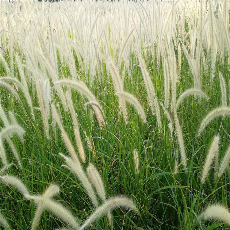 狼尾草盆栽报价 多种规格狼尾草袋苗 夏杰花卉 基地常年批发