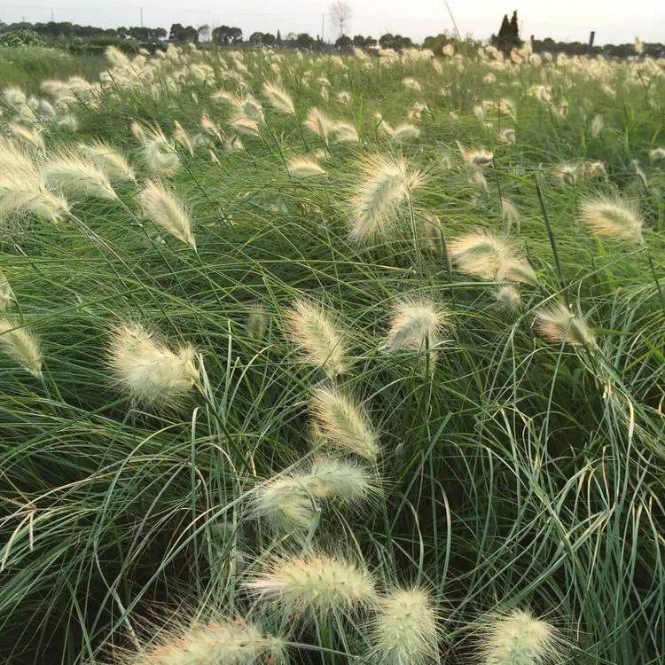 易栽培狼尾草基地 小区景区绿化狼尾草
