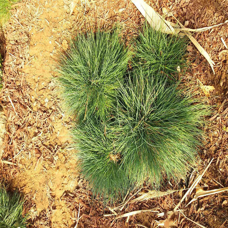 护坡绿化蓝羊茅 草坪绿化蓝羊茅 夏杰花卉 十一草花