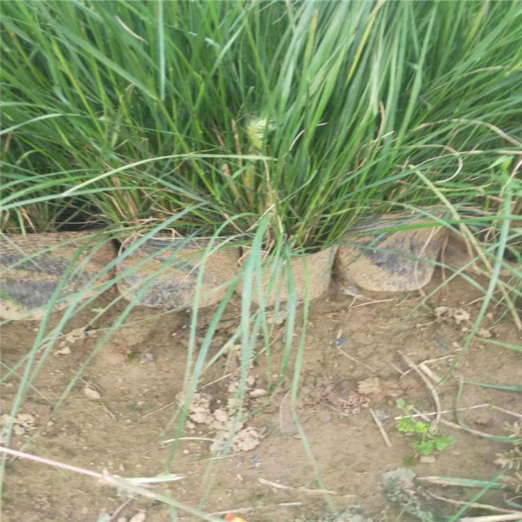 易栽培狼尾草 公路草花