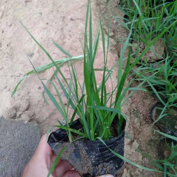 大棚栽种狼尾草 小区草花