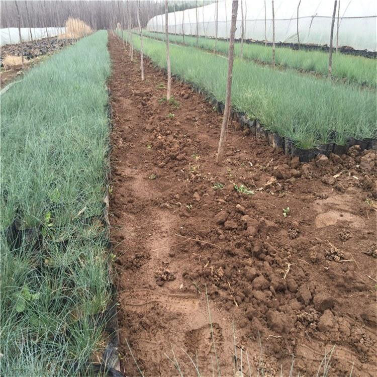 公园道路蓝羊茅 草坪绿化蓝羊茅 夏杰花卉 公路草花