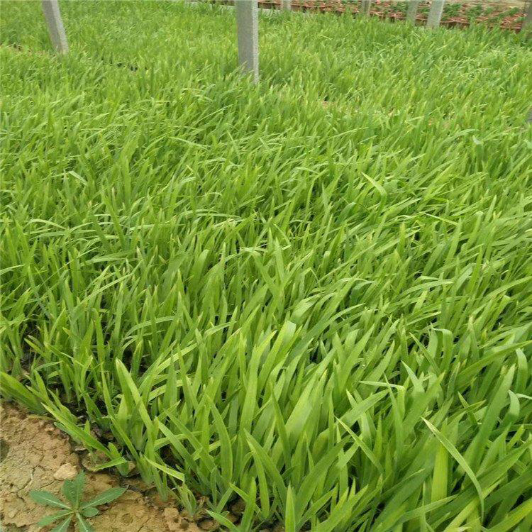 观赏草狼尾草基地 节日草花