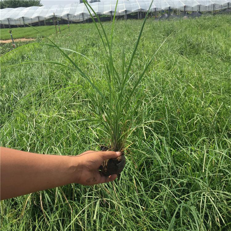 批发各规格狼尾草 耐旱耐湿狼尾草