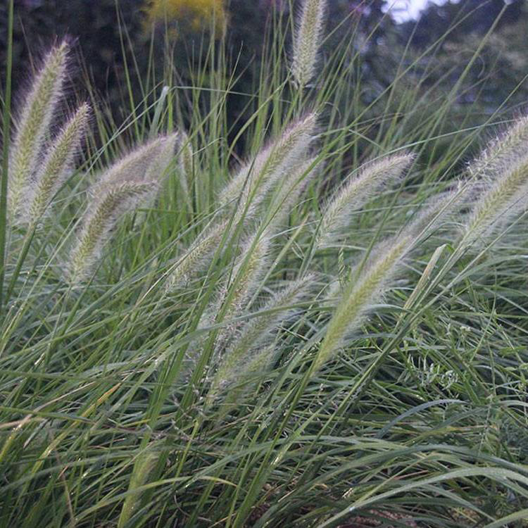 批发各规格狼尾草 小兔子狼尾草批发价格 夏杰花卉 公园 道路两旁