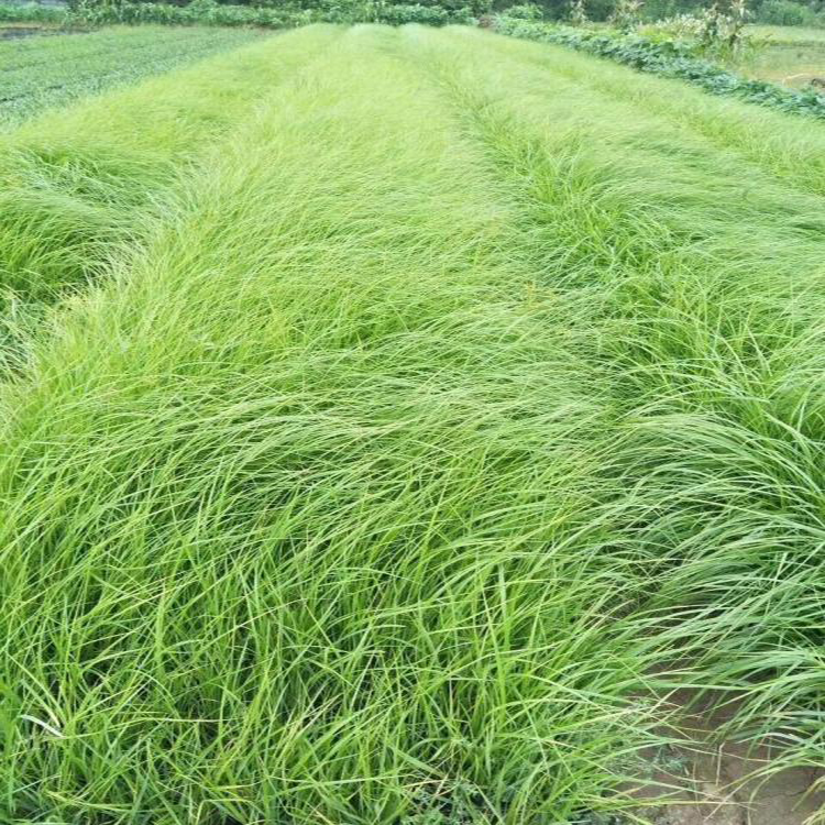 批发供应狼尾草 园林绿化用