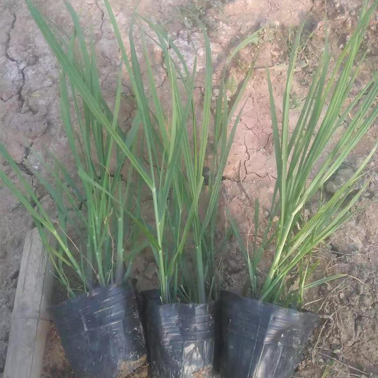 基地直供狼尾草 花圃批发小兔子狼尾草 夏杰花卉 公园 道路两旁