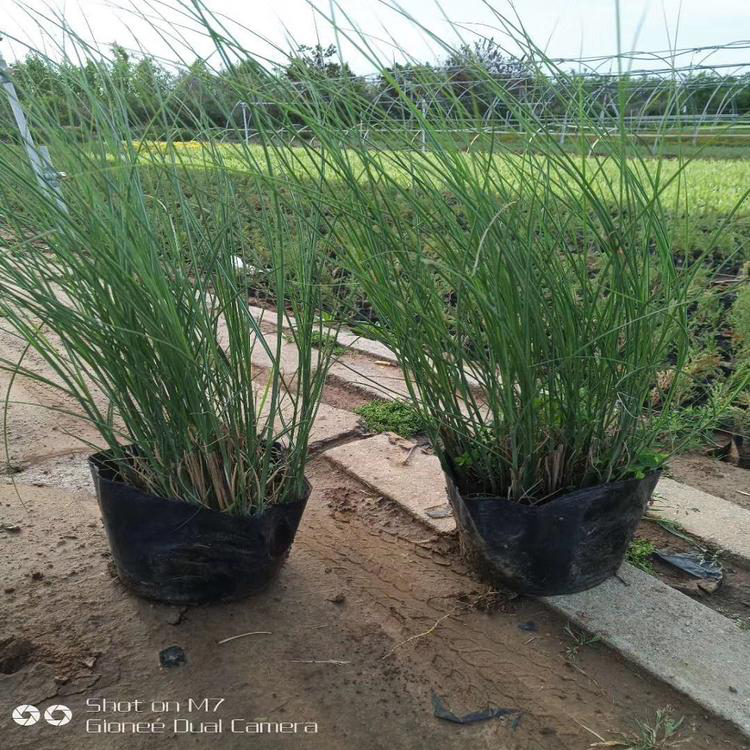 狼尾草批发销售 基地种植