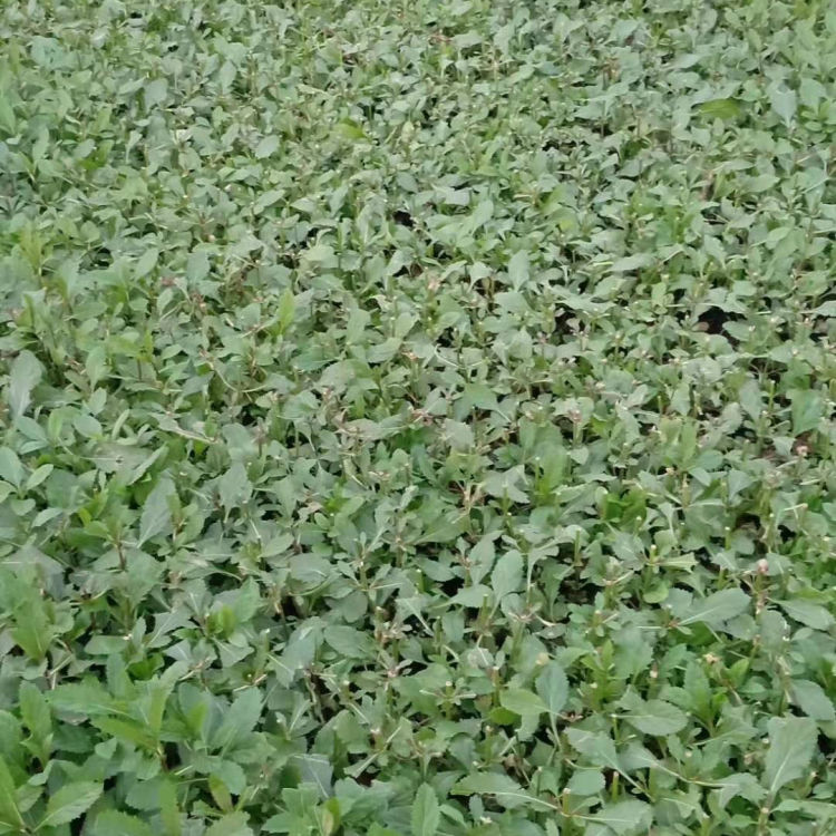 基地直售 柳叶马鞭草花海苗 青州草花 柳叶马鞭草批发