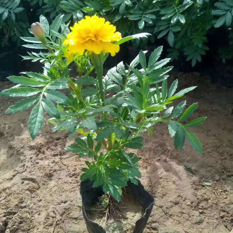西番菊 孔雀草供应商 价格合理 山东草花