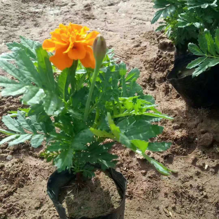 上盆孔雀草 孔雀草销售 悦达花卉苗木 山东草花