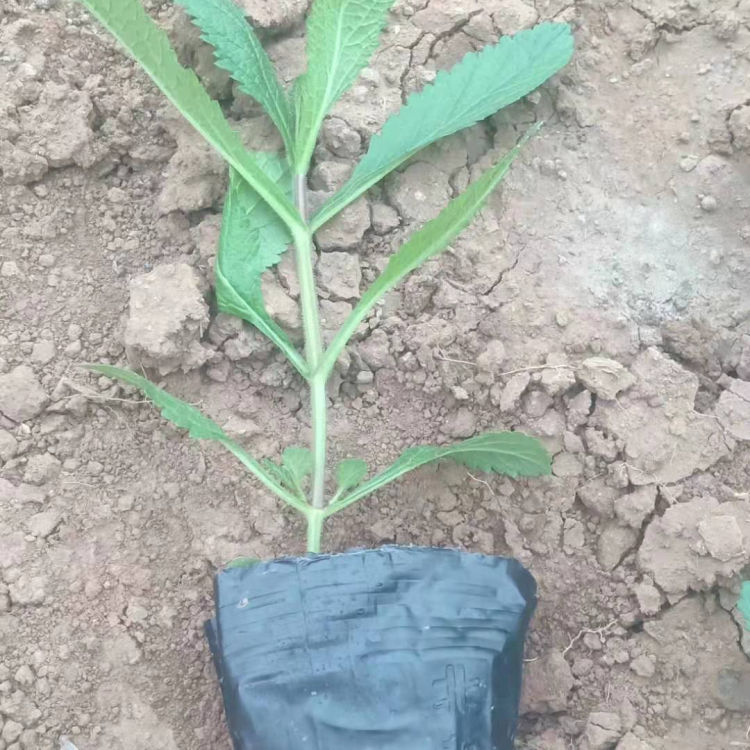 基地直售 观赏用柳叶马鞭草 青州观赏草花 柳叶马鞭草销售