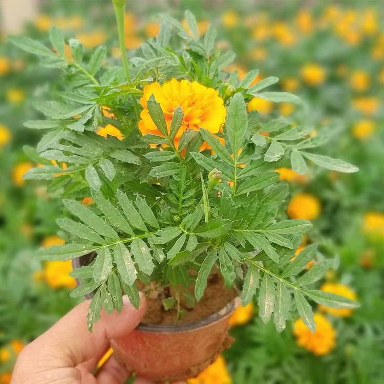 西番菊 孔雀草基地 悦达花卉苗木 山东草花