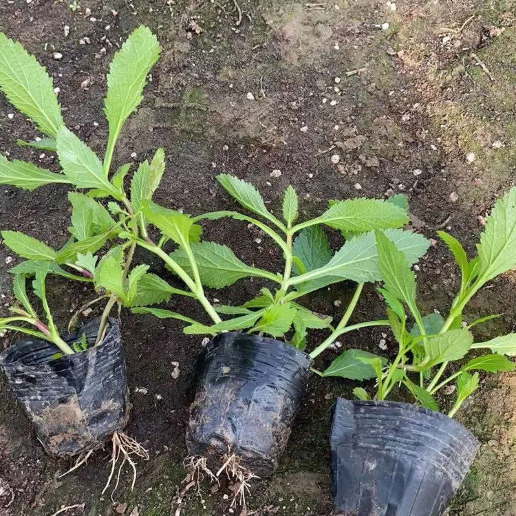 苗圃供应 柳叶马鞭草杯苗 青州观赏草花 柳叶马鞭草批发商