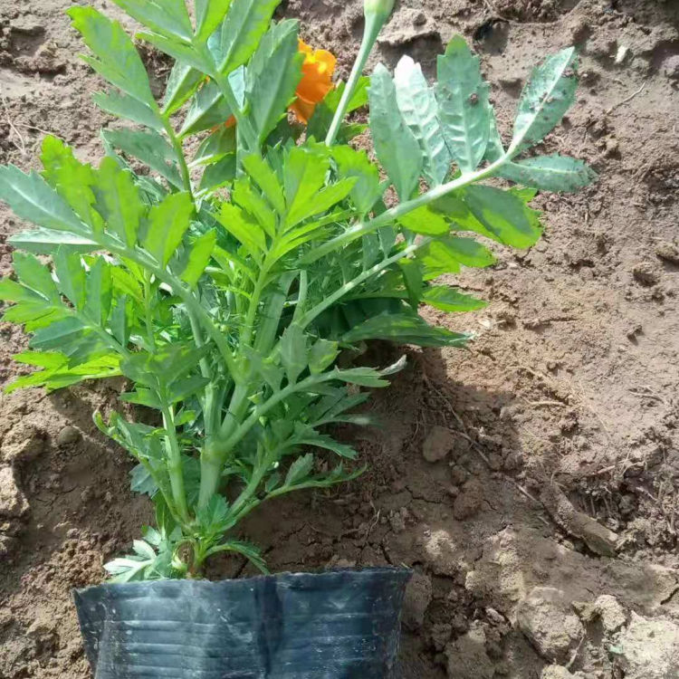 小万寿菊 孔雀草供货商 价格合理 青州草花