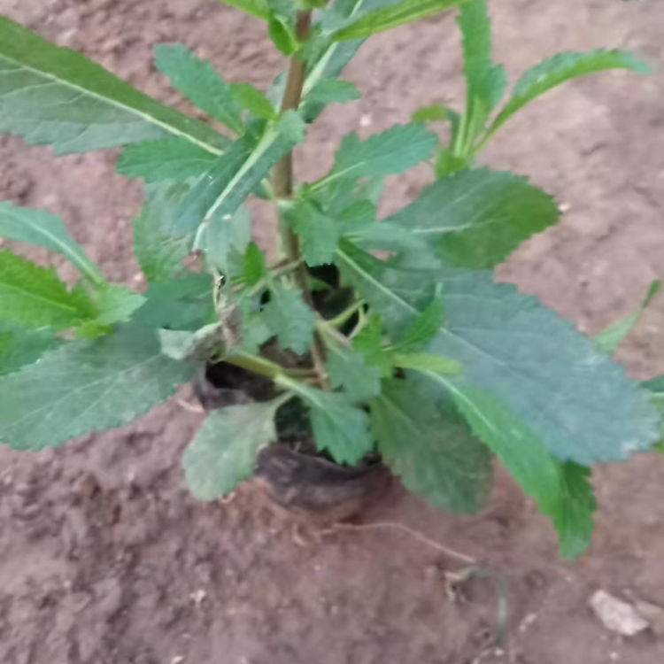 苗圃供应 柳叶马鞭草杯苗 青州观赏草花 柳叶马鞭草销售
