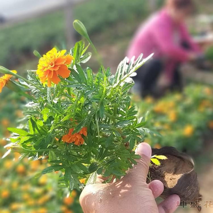 黄花孔雀草 孔雀草行情 长势好 青州草花