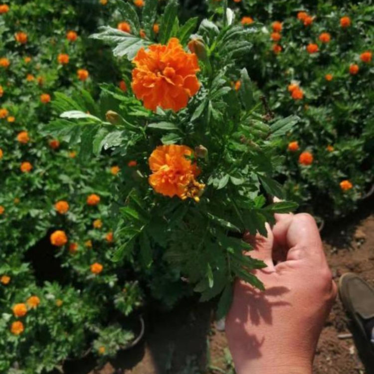 公园绿化用孔雀草 孔雀草供应商 基地供应 青州草花