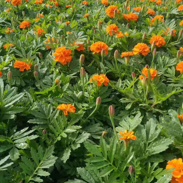 观赏绿化孔雀草 孔雀草批发商 价格合理 青州草花