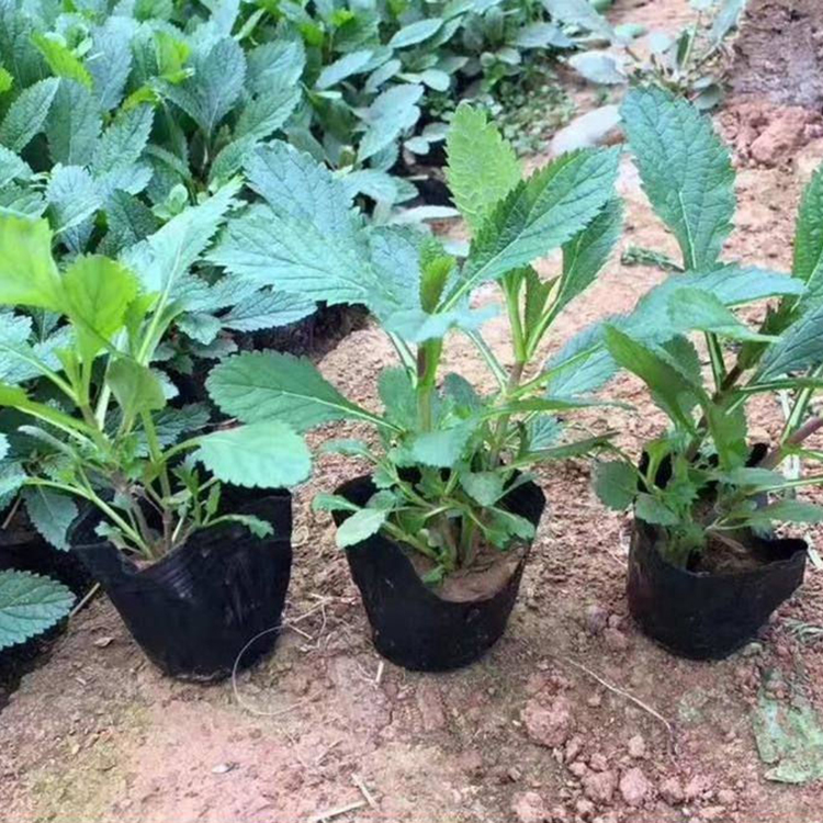 基地直售 柳叶马鞭草杯苗 青州草花 柳叶马鞭草供货商
