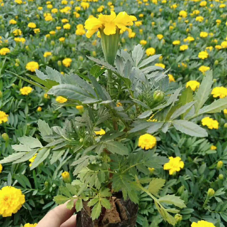 公园绿化用孔雀草 孔雀草批发 发货快捷 青州草花