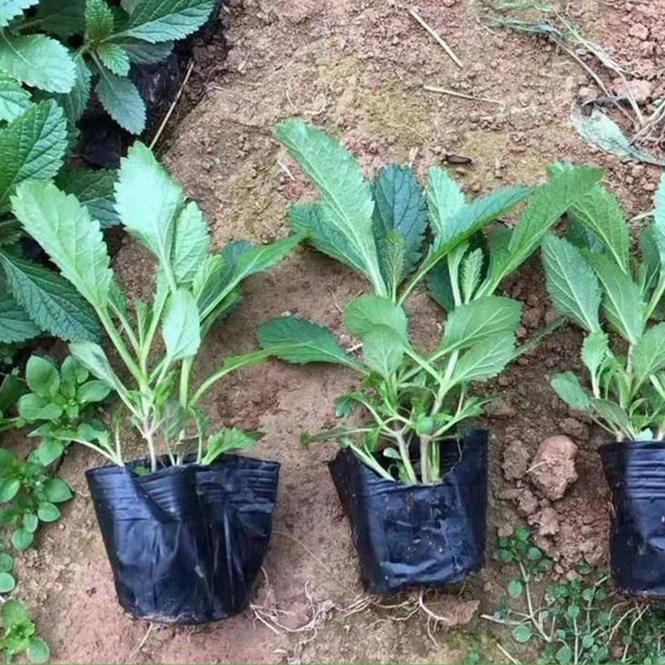 价格实惠 柳叶马鞭草杯苗 山东草花 柳叶马鞭草基地