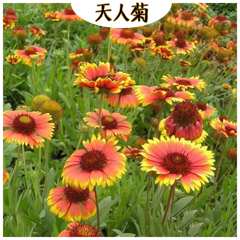 天人菊苗圃 海诚花卉天人菊批发  宿根草花天人菊基地