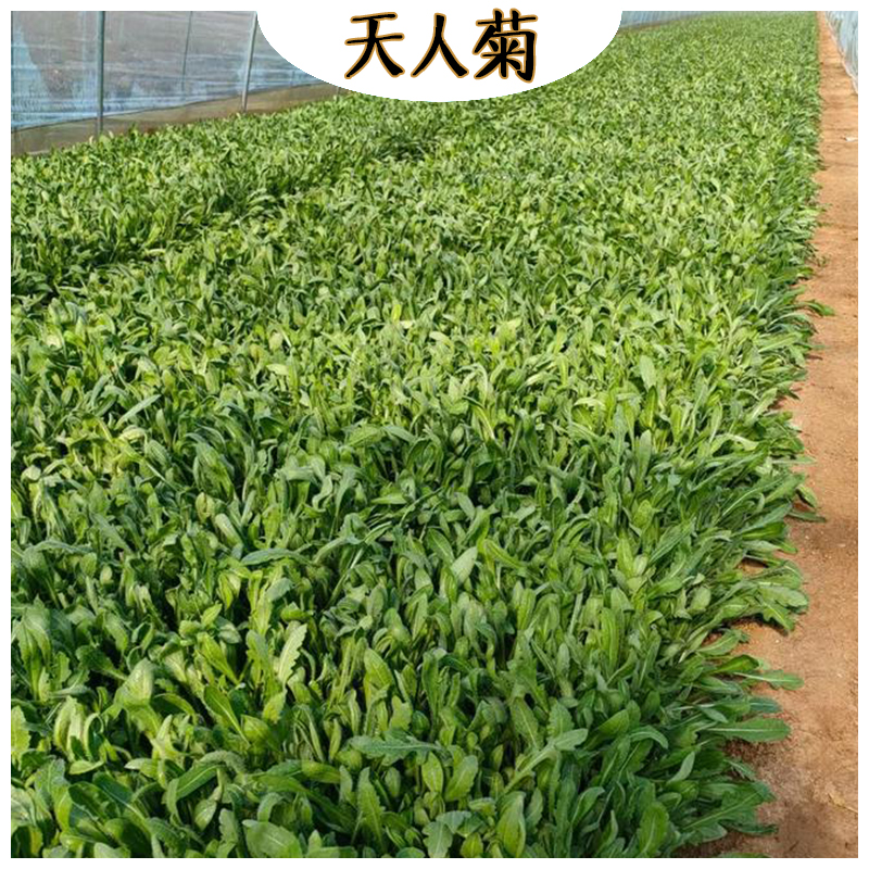 景区天人菊绿化设计 海诚花卉天人菊批发  宿根草花天人菊基地