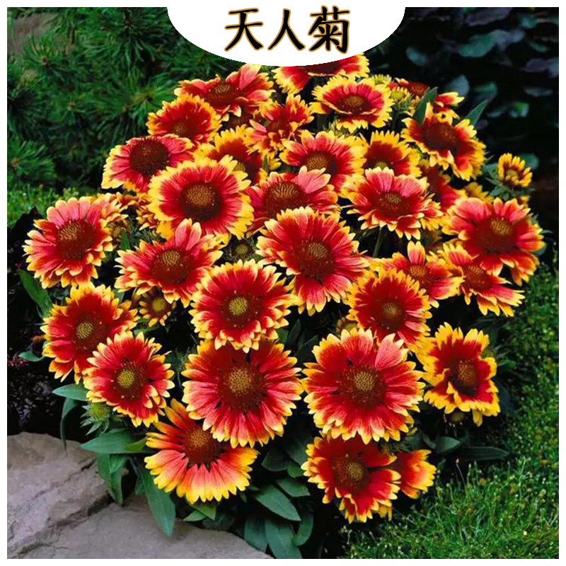 公园绿化天人菊 海诚花卉天人菊批发  宿根草花天人菊基地