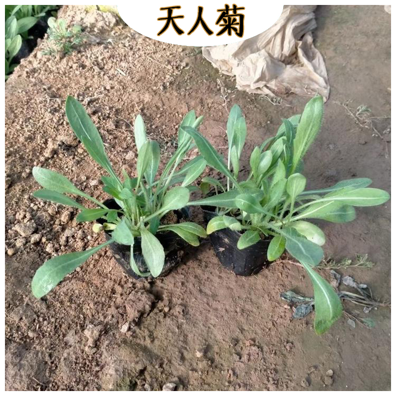 天人菊 海诚花卉天人菊批发  宿根草花天人菊基地