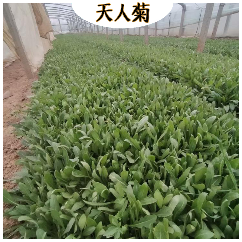 小区绿化天人菊 海诚花卉天人菊批发  宿根草花天人菊基地
