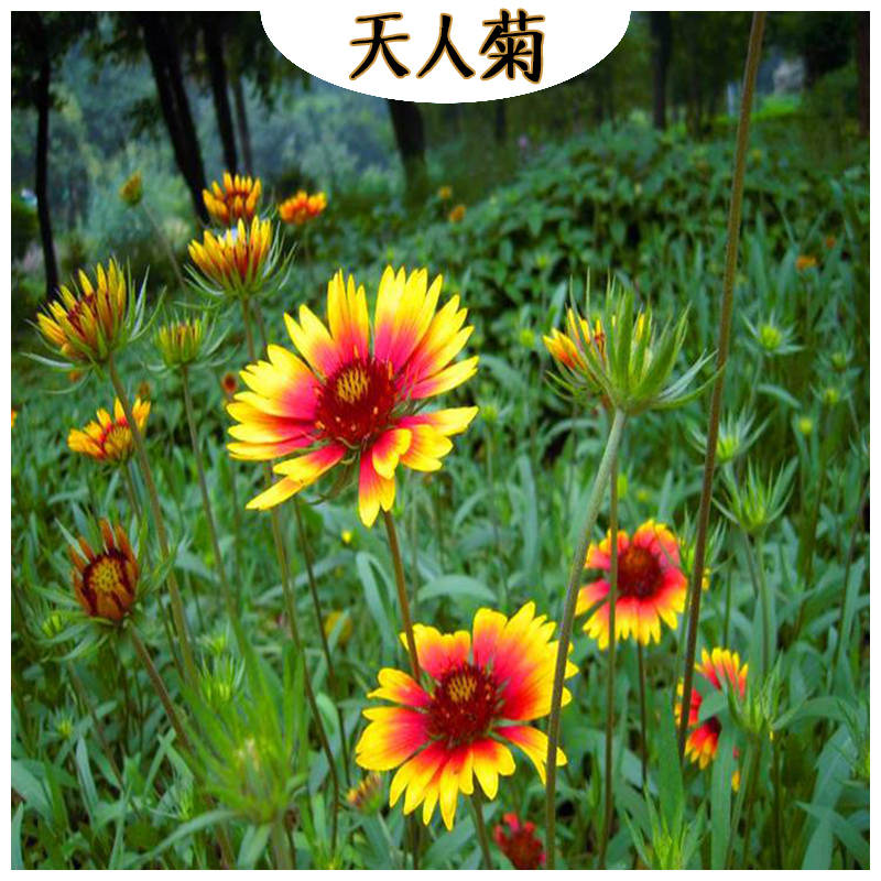 景区绿化天人菊 海诚花卉天人菊批发  宿根草花天人菊基地