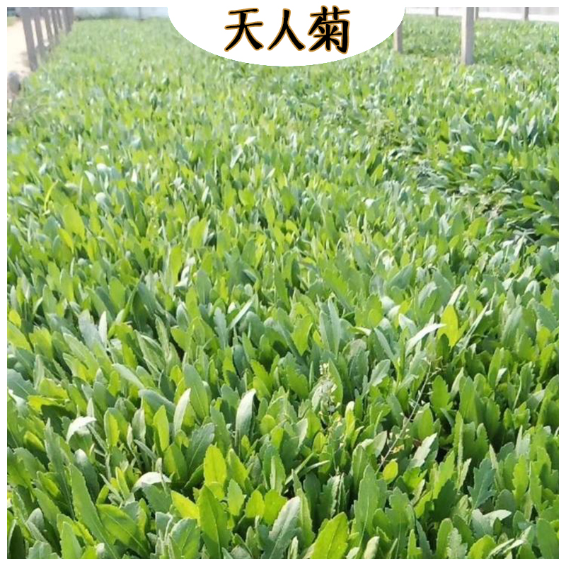 天人菊供应 海诚花卉天人菊批发  宿根草花天人菊基地