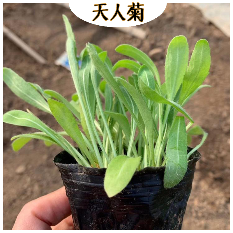 观赏天人菊 海诚花卉天人菊批发  宿根草花天人菊基地