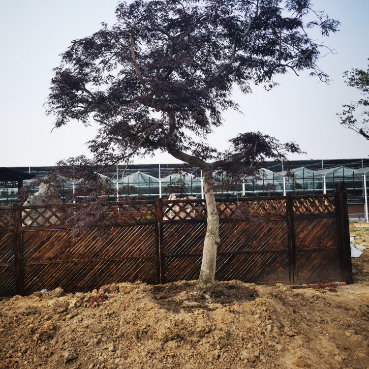 中弘承建智能玻璃温室大棚 智能玻璃温室大棚设计 可按需定制