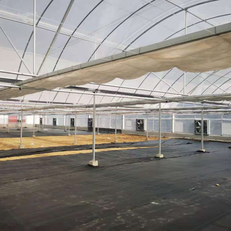 连栋薄膜温室建设 江苏连栋薄膜温室 使用时间长