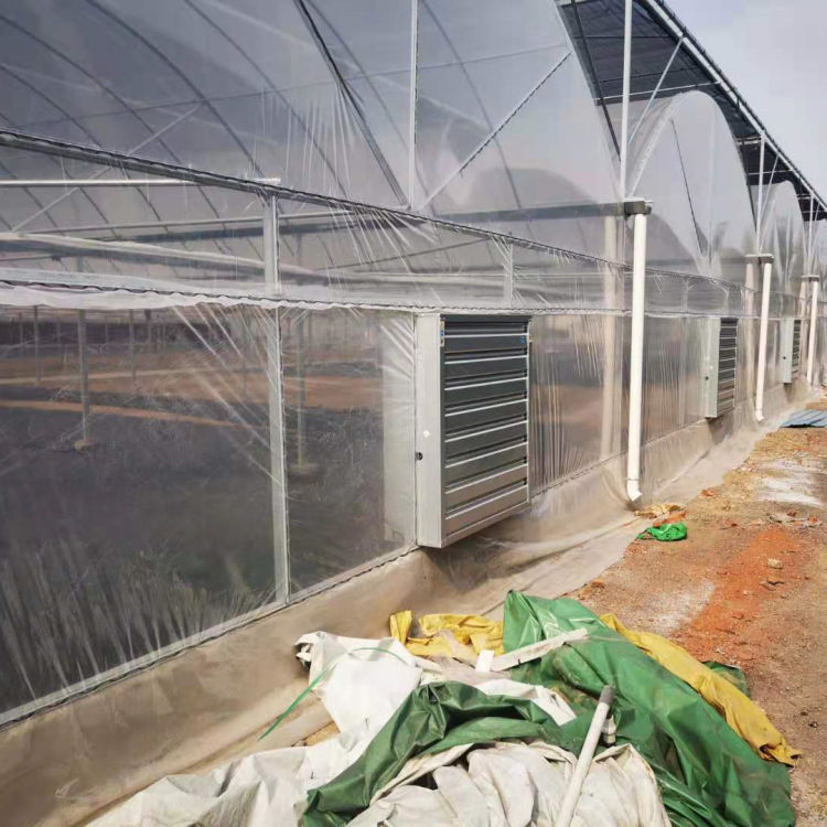 内蒙古连栋薄膜温室大棚 连栋薄膜温室大棚建造 可按需定制