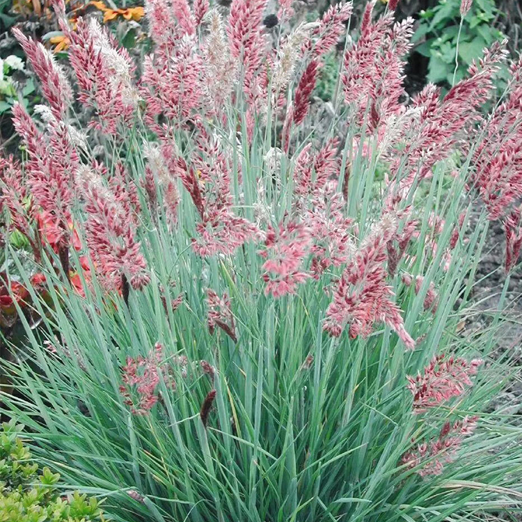 坡地毛冠草种植基地 德聚仁和 观赏价值高 蜜糖草批发