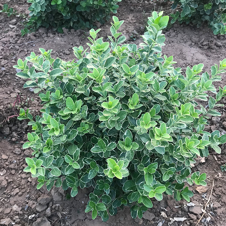 冬红卫茅 金翡翠卫矛 金边卫茅种植基地 德聚仁和