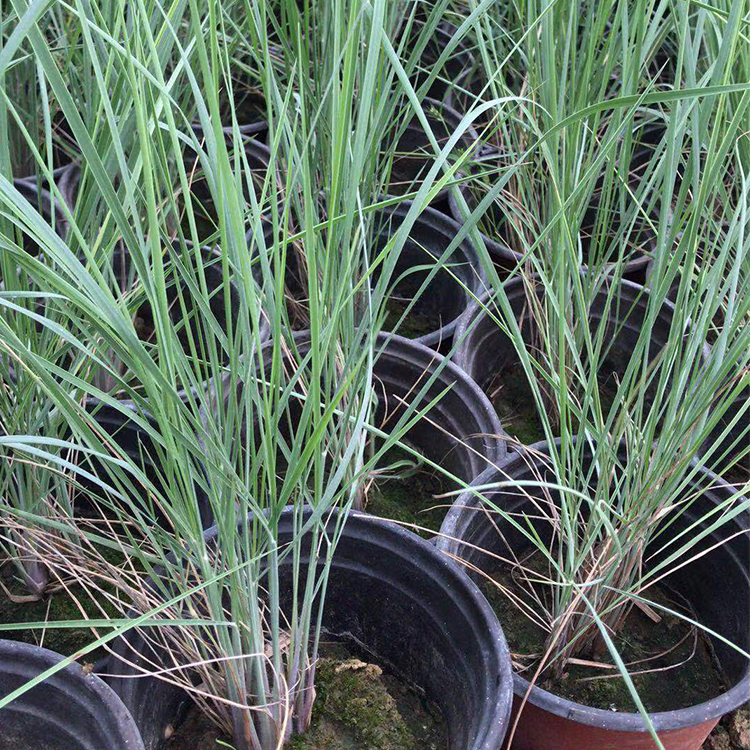蜜糖草批发种植基地 糖蜜草大量供应 好成活易栽培