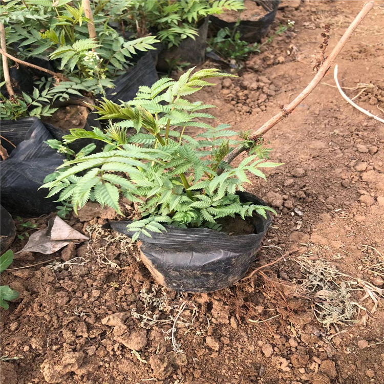北京珍珠梅批发 珍珠梅种植基地 江瑞园艺