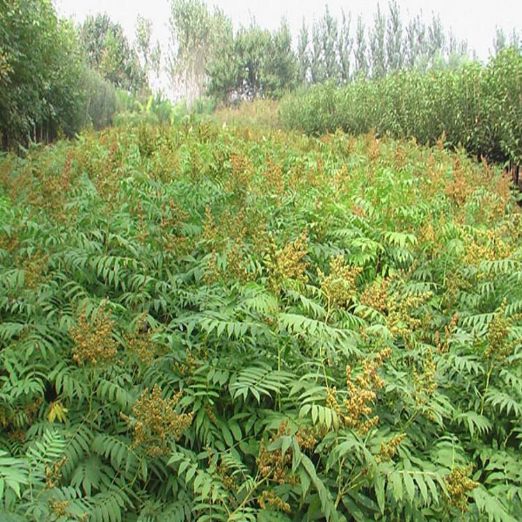 辽宁珍珠梅价格 多分枝珍珠梅批发 欢迎致电咨询江瑞园艺