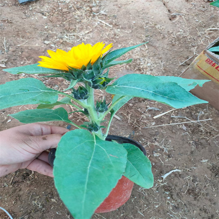 辽宁向日葵出售 花坛花卉向日葵用苗 江瑞
